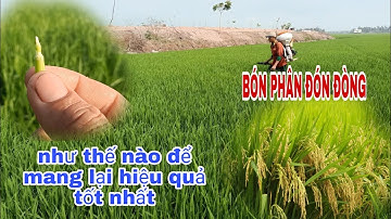BÓN PHÂN ĐÓN ĐÒNG cho lúa như thế nào để mang lại hiệu quả tốt nhất | lê chung vlog