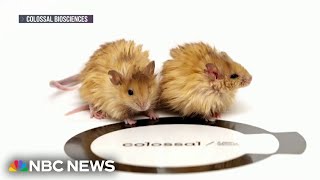 Up Close With Worlds First Woolly Mice