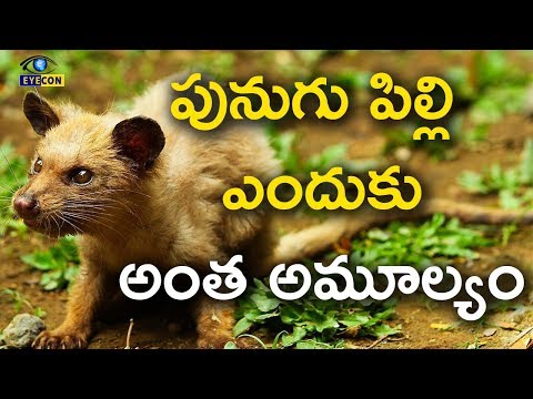 పునుగు పిల్లి ఎందుకు అంత అమూల్యం | Interesting facts about civet cat  | Eyeconfacts