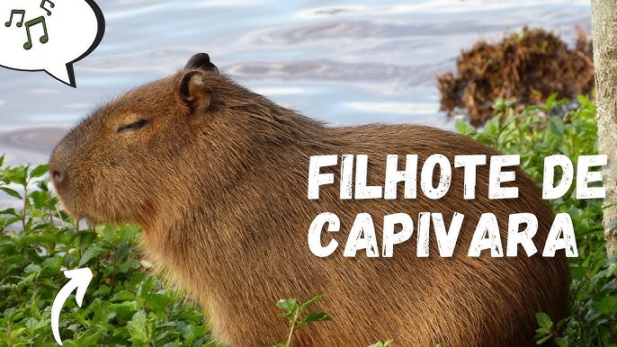 Dicas Da MIKU - Capivara Capim com vara Meu pal na tua cara