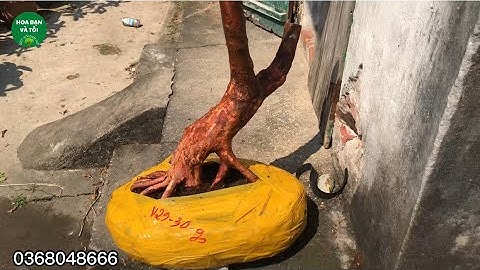 Sim rừng dáng quái siêu đẹp.Hoa bạn và tôi