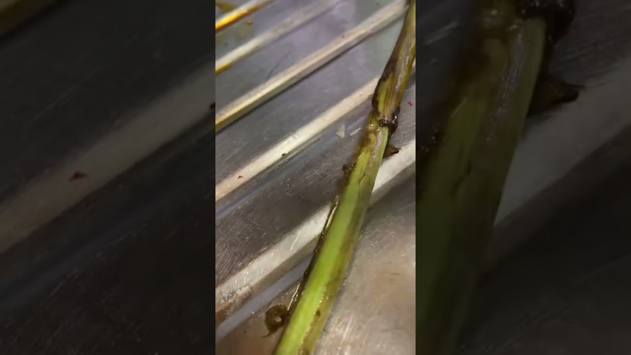 Organic taro root stems