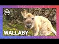 Kangaroo Cousins: Hopping with Wallabies in the Outback 360 VR