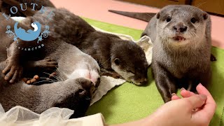 Mama Otter Gets Angry, Puppy Gets Remorseful.