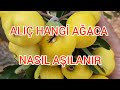 ALIÇ HANGİ AĞACA NASIL AŞILANIR ( BÜYÜK BELEN ALICI )