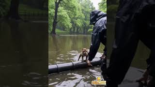 Hero Driver Rescues Stranded Cat During Sudden Flood | Real Rescue Moment #catrescue #kittenrescue