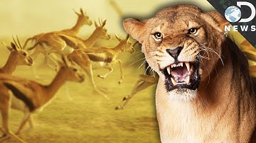 Why We Should Love Apex Predators