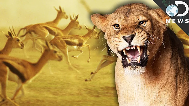 Why We Should Love Apex Predators