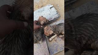 ye kya kiya isne | puppy diaries funny dog video #dog #comedy #youtubeshorts #funnypuppy