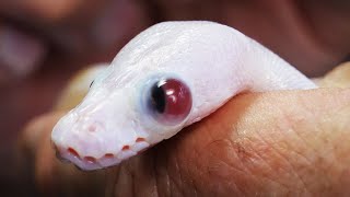 Animal Rescue! Snake born with giant eye! Let's save its life Profile