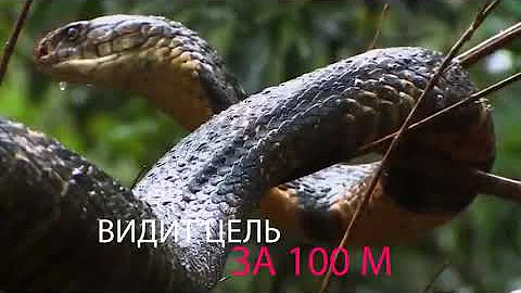 Королевская кобра – главный охотник на змей! Длинная и ядовитая хозяйка леса!