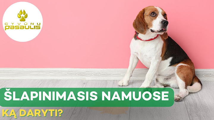 Ką daryti, jei šuo šlapinasi namuose?