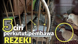 BIKIN KAYA PEMILIKNYA|| 5 jenis perkutut ini Paling diCari dari dulu karena Tuahnya