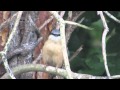 Nuthatch having a preen