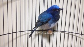 BEAUTIFUL Blue and White Flycatcher song Cyanoptila cyanomelana Bird Chirping & Calling