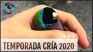 PROGRESO TEMPORADA CRÍA 2020 | Diamante de Gould | @AviarioVera