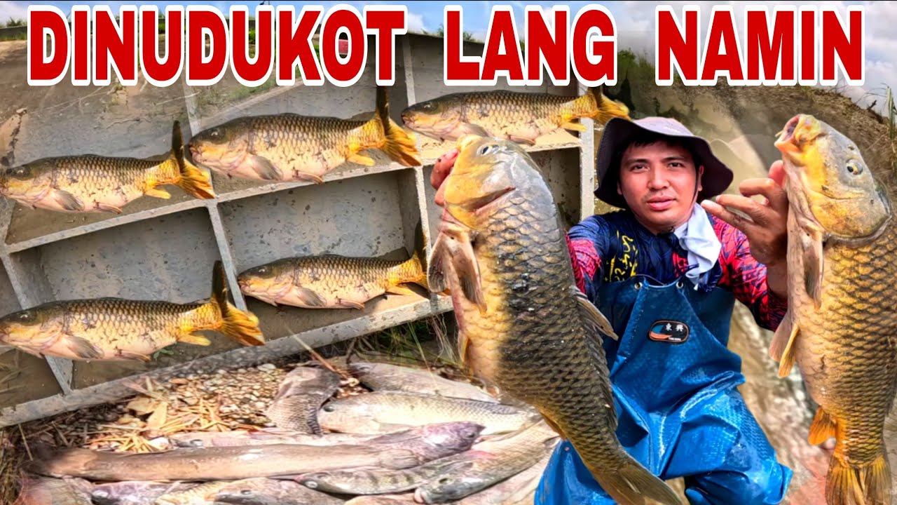 Mga Dambuhalang Karpa Na Kasinglaki Ng Katawan Ng Tao, Nahuli Sa Lagusan Ng Dam