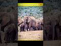 Elephant Mourning Behavior 🧠💔|#shorts #shortsfeed #facts