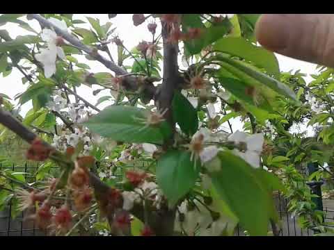 Video: ¿Qué es una planta de cereza de cornalina? Consejos para cultivar cerezas de cornalina