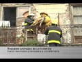 BOMBEROS SALVAN ANIMALES.wmv