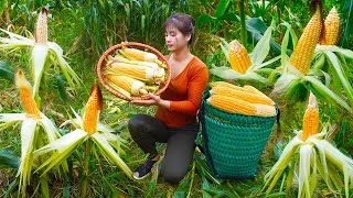 Harvesting and preserving corn - Farm life with nature | Nhất My Bushcraft