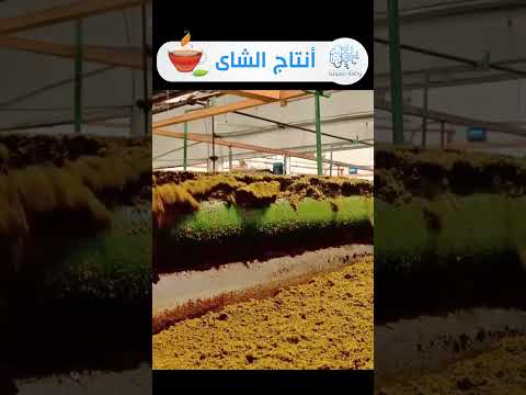 إنتاج الشاى فى مصنع بكينيا