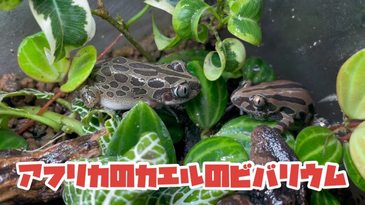 アフリカのカエルのビバリウム Youtube