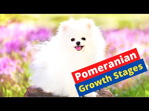 Video: Op welke leeftijd zijn pomeranians volgroeid?