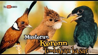 MASTERAN PALING KEREN  TEMBAKAN KASAR cililin , tengkek , cucak jenggot