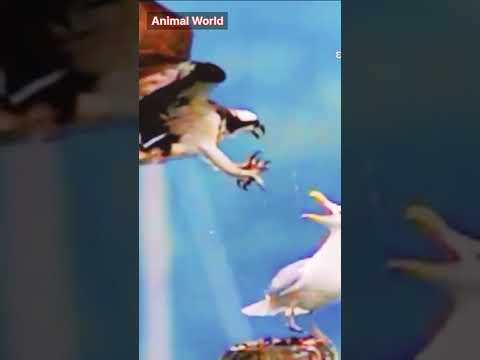 سبحان الله أنقضاض الصقر على طائر النورس Shorts Trending عالم