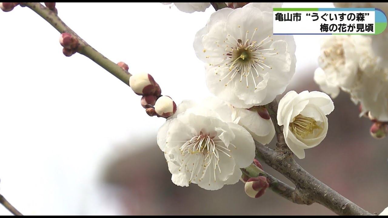 1本の木から紅白の花 亀山の「うぐいすの森」で梅見頃 - YouTube