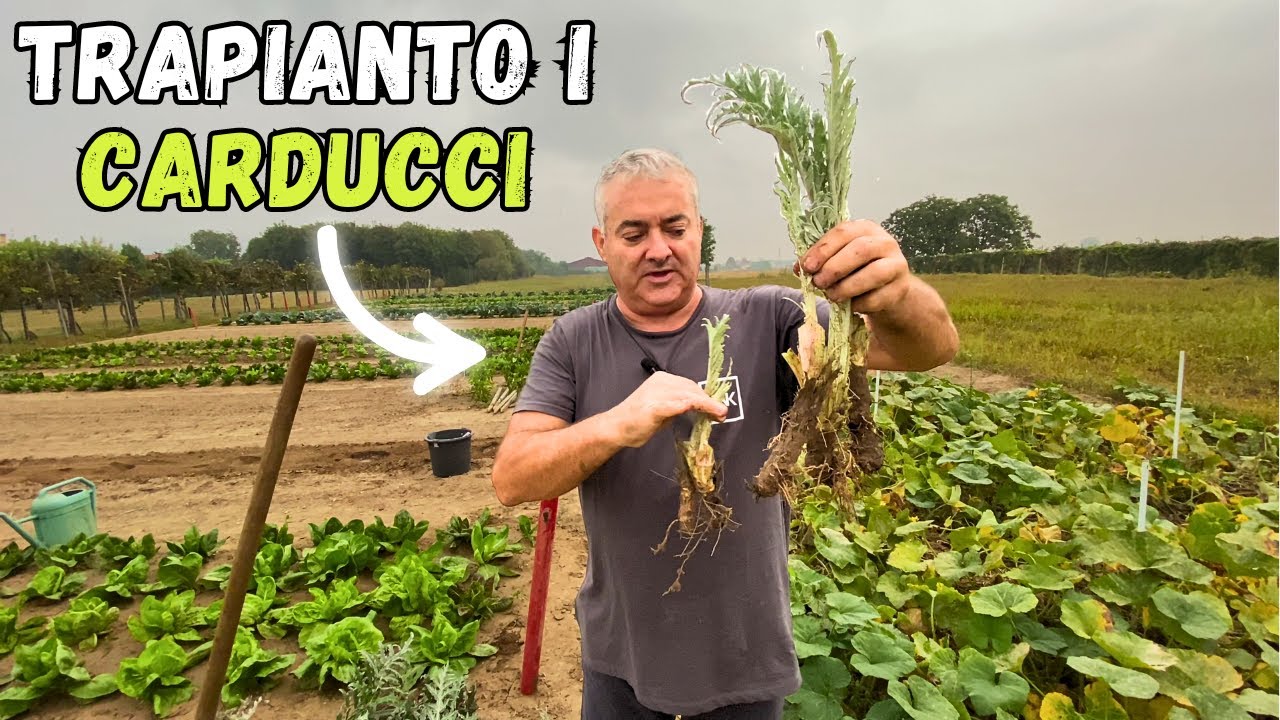 TRAPIANTO i CARDUCCI per avere nuovi CARCIOFI!
