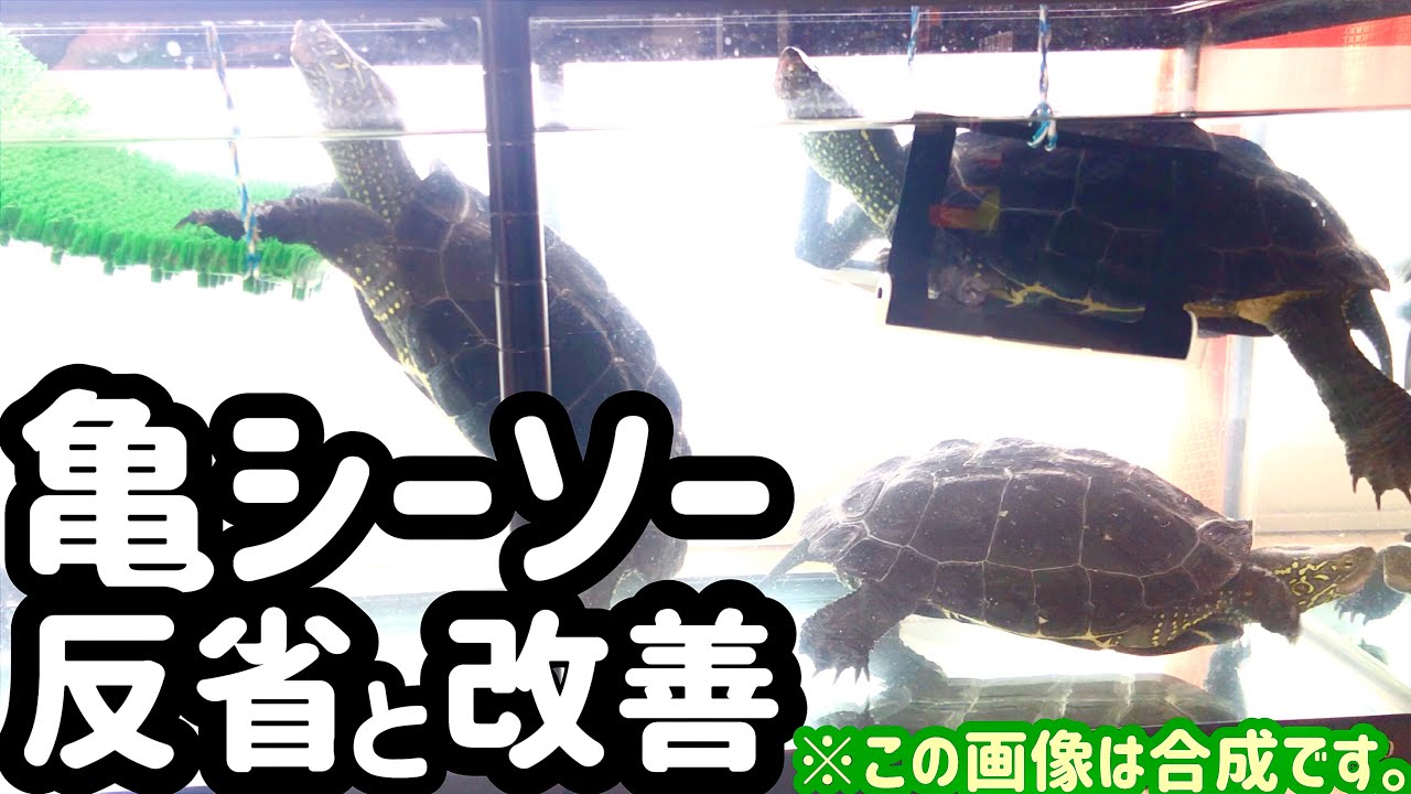 亀シーソー設置の反省と改善 レロ夫の飼育箱 亀シーソー設置の反省と改善 レロ夫の飼育箱