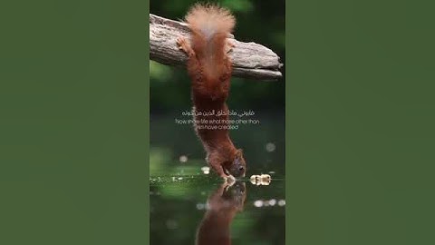 (هَٰذَا خَلۡقُ ٱللَّهِ فَأَرُونِي مَاذَا خَلَقَ ٱلَّذِينَ مِن دُونِهِۦۚ) بصوت القارئ ياسر الدوسري