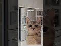 Tem coca zero [🧃] ib: meu | #naoflopa #gatos #capcut #shorts #memes #viralshorts #vaipraforyou