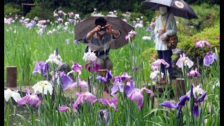ハナショウブ見頃　梅雨にしっとりと・京都