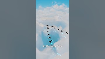 Why Birds Fly In ‘V’ Formations 🤔