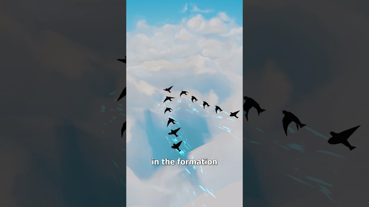 Why Birds Fly In V Formations 