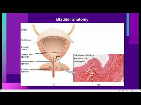 Video: Perbezaan Antara Ureter Dan Urethra