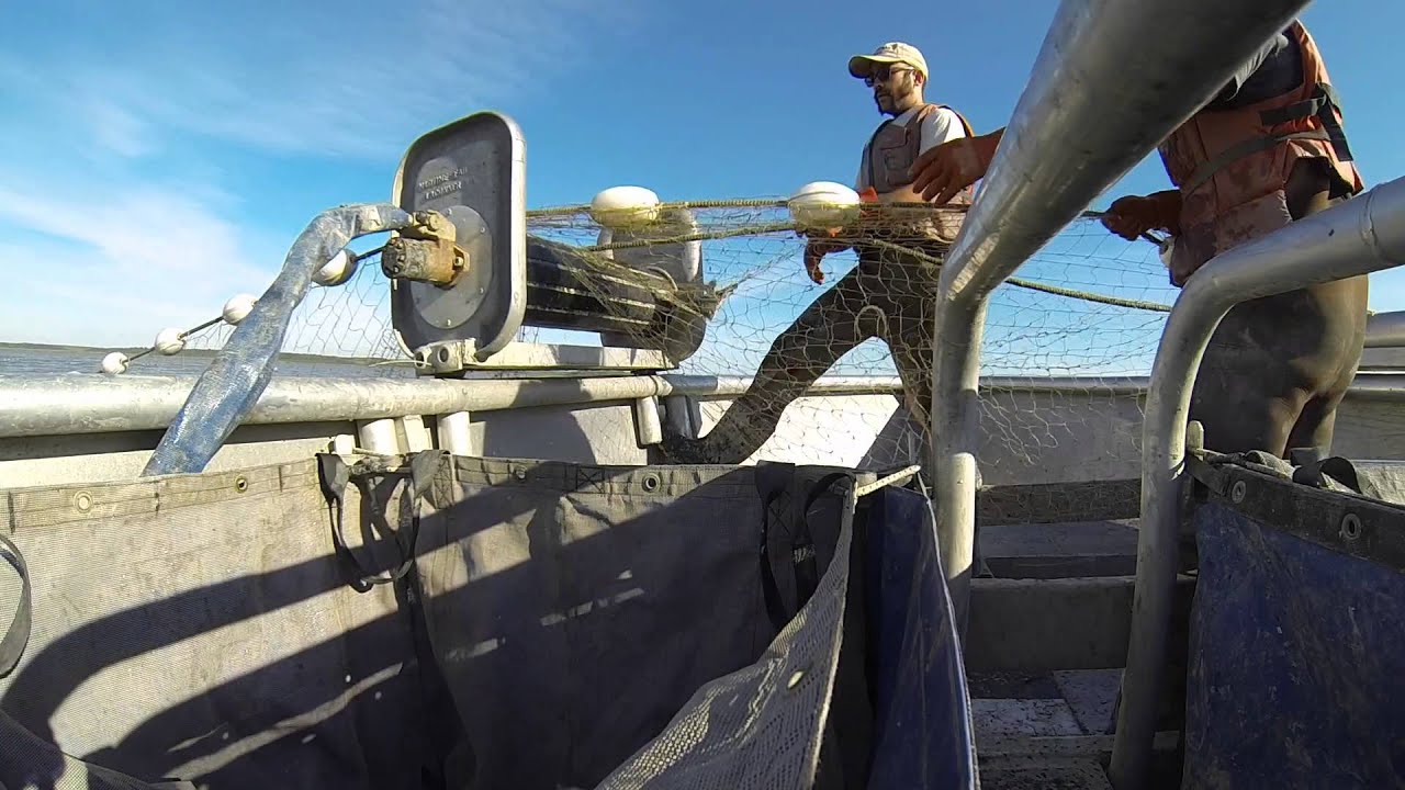 Commercial Salmon Fishing, Bristol Bay Alaska, 2014 YouTube