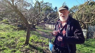 Winter Pruning, Grafting update & What's next?