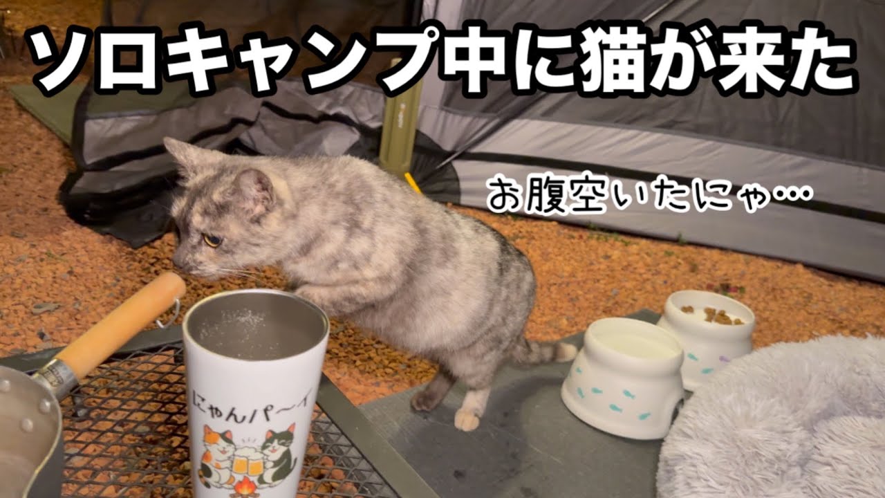 キャンプしていたらお腹を空かせた子猫がご飯を求めてやってきました。かわいそう…どうしよう…