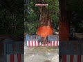 விஸ்வேஸ்வரர் ஆலயம் கோவிந்தபுரம்#viral Video #reels#ytshorts#ksv temple Vlogs