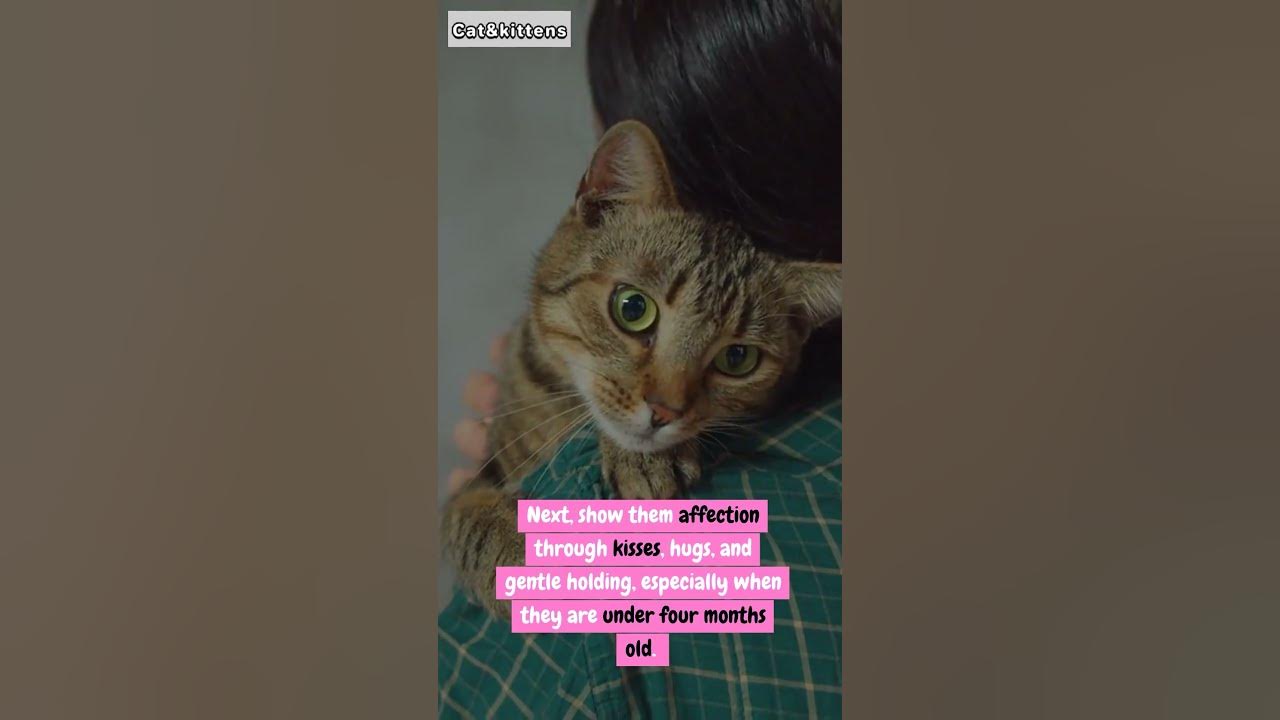 How to Raise Affectionate Kittens 💕 cat pets YouTube
