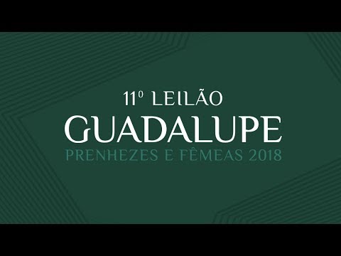 Lote 03 (Deusa 2 TE Gudalupe - FGP 8973)