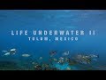 Life Underwater II - Tulum