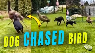 Dog Chased a Bird as It Passed by a Guy Who Happened to Be Recording