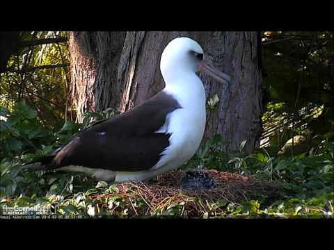 Laysan Albatross, Kauai, Hawaii, 5.02.2016, 9:58.  Honua uncovered.