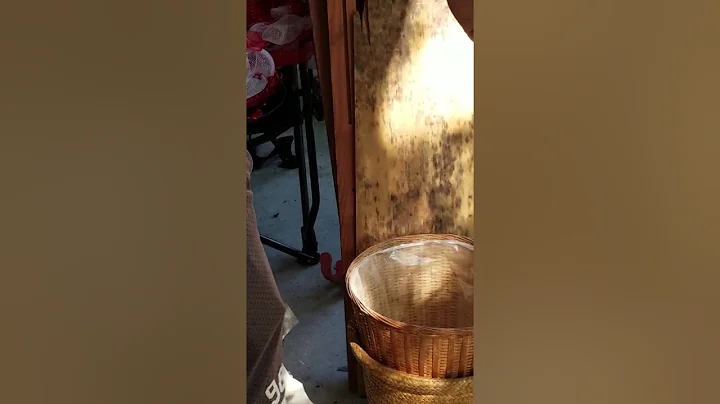 Family of 3 versus Praying Mantis and Family Dog