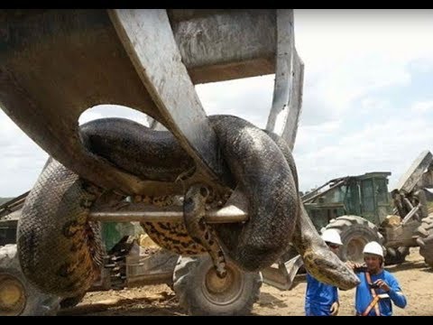 Video: Când a fost descoperit Brazilia?